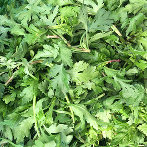 南京野菜菊花叶菊花脑菊花涝头食用新鲜春季时令蔬菜500g