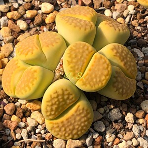 黄巴里生石花