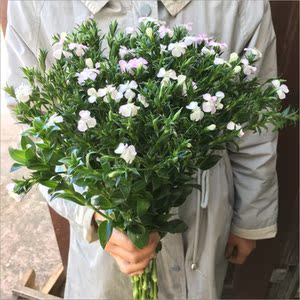 相思梅青梅小菊花云南昆明鲜花基地直发速递同城家用插花水养花