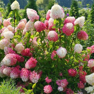 圆锥绣球石灰灯木绣球花香草草莓花园花苗花卉草莓冰沙盆栽植物