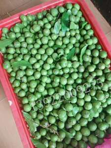 仁面果新鲜生果人面子人面果生仁面子仁稔银莲果仁面稔现摘包邮