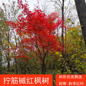 东北红枫拧筋槭树苗红叶树耐寒庭院景观苗绿化树北方枫树