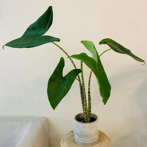虎斑海芋盆栽绿植北欧ins网红阳台室内客厅观叶植物