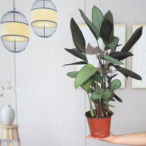 老飞羽竹芋室内观叶绿植 北欧风盆栽 客厅绿植办公室盆栽