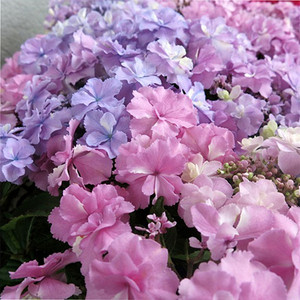 小花农月季坞绣球早安日安大花重瓣耐寒八仙花庭院阳台盆栽花卉