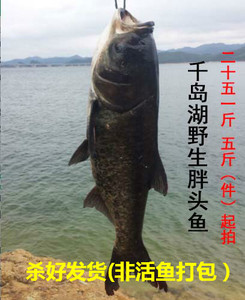 千岛湖胖头鱼有机鱼野生鱼头鲜活水产大胖头鱼花鲢鳙鱼活鱼现杀