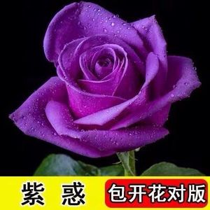 户外室内鲜花魔法师玫瑰花苗月季粉色室外盆栽花卉妖艳四季种植少