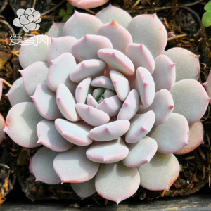 【雪莲系列】雪姬 雪莲杂交新品 多肉叶插叶片 满30包邮 买一送一