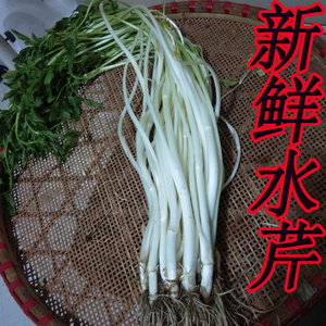 1斤装新鲜农家自种水芹菜新鲜白水芹农家新鲜蔬菜白牙菜鲜嫩可口