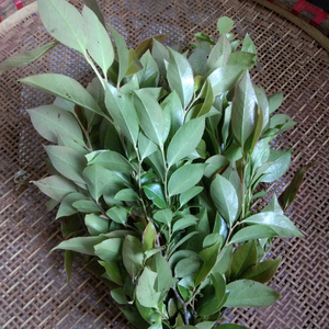 新鲜野生乌米饭树叶 高山南烛叶乌饭草黑米饭原料,带树枝杆子1斤