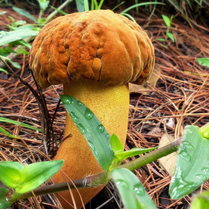 黄牛肝菌新鲜野生500g云南野生菌新鲜黄赖头野蘑菇黄香菌新鲜
