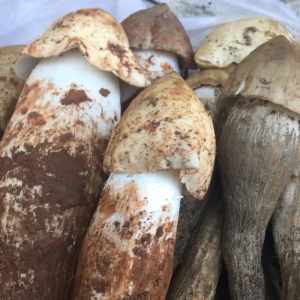 鸡枞菌新鲜野生500g鸡纵云南野生菌500包邮鸡棕三塔菇四川斗鸡公