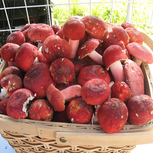 红菇新鲜野生云南500g大红菌野生菌骨朵大红菇菌新鲜野蘑菇红菌