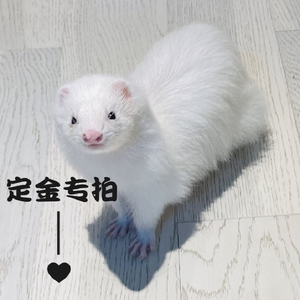 定金专拍派斯威力雪貂宠物幼崽貂活体小型动物宠物活物稀有宠物貂