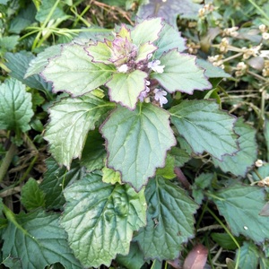 新鲜白毛夏枯草500g筋骨草破血丹苦地胆散血草退血草白头翁中草药