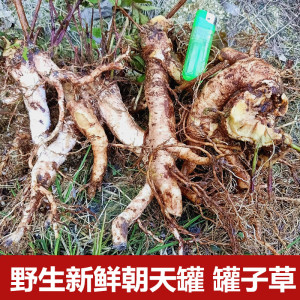 生新鲜朝天罐线鸡腿向天葫芦大金钟高脚红缸罐子草公石榴中草药