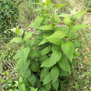 新鲜南刘寄奴奇蒿千粒米细白花九牛草六月霜九里光苦连婆金寄奴