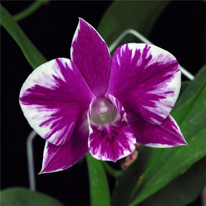 墨兰紫色花的图片欣赏图片