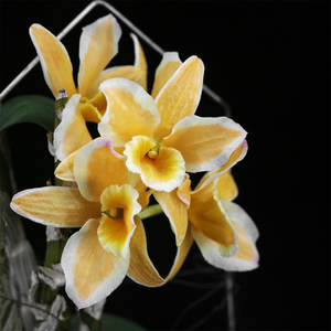 pitterogolddiamond ring黄金钻戒泼墨春石斛兰花