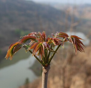 湘西土特产野生香椿芽农家野菜芽香椿菜农家土特产不打农药500g