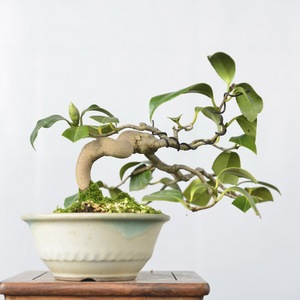 中国记忆 日本茶梅出云大社红花小品盆景海3盆栽进口现货