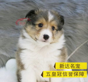 出售纯种家养喜乐蒂 苏格兰牧羊犬 健康苏牧纯种幼犬活体宠物狗狗 &