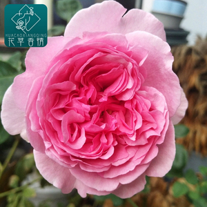 伊芙索菲亚月季