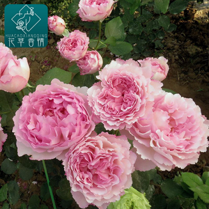 伊芙芳香喷泉月季花苗大花浓香盆栽阳台庭院四季开花玫瑰花卉植物