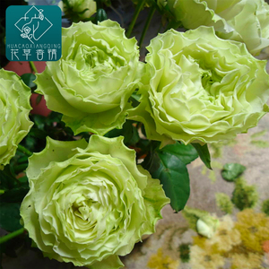 欧月新品女士时装月季花苗浅绿色切花波浪边阳台庭院玫瑰灌木植物