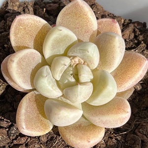 映月台新品杂交多肉植物绿植花卉园艺办公室阳台盆栽萌肉肉