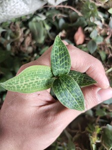 中药材浙江新鲜斑叶兰 小叶青 银线莲 小青 鲜货一斤包邮另有干品