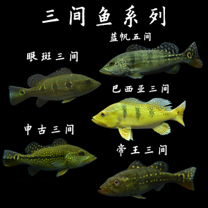 黄金巴西亚帝王三间鱼蓝帆五间眼斑申古三间金老虎皇冠三间鱼活体