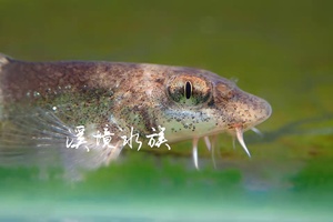 董氏鳅鮀原生鱼溪流观赏鳅托鳅坨翻沙工具鱼猫眼蛇眼蛙眼鱼