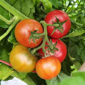 卡秋莎草莓番茄籽耐裂绿腚水果番茄种铁皮柿子种子嘎啦果西红柿籽