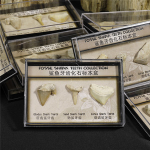 博物馆科普3颗鲨鱼牙齿化石盒巨齿鲨鱼牙古生物化石原石学生礼物