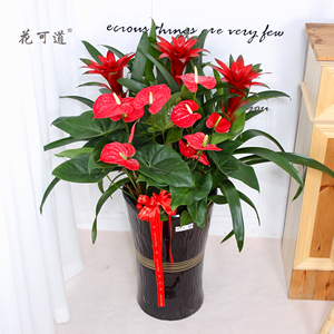 鸿运当头盆栽凤梨菠萝花天津同城年宵花卉开业春节室内植物带花苞