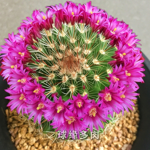 球缘多肉实生猩猩丸 乳突球属开花仙人球 防辐射多肉植小盆栽