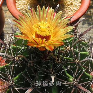 巨鹫玉 实生仙人球 强刺球属 狂刺开大花金属光泽品种 满38元包邮