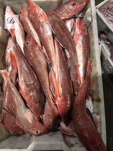 舟山新鲜鲜活红头鱼  红娘子鱼500g(8量左右/条)海水产