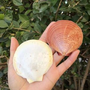 天然海螺贝壳白色日月蛤扇形贝婚庆鱼缸水族造景家居装饰烧烤用品