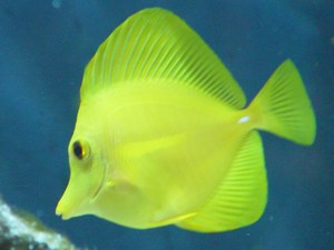 海水鱼观赏鱼神仙咸水鱼狐狸/金狐狸/黄吊/一字吊/黄金/橙波纹吊