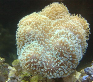 海水观赏鱼珊瑚软体 长须绿须密须三绿金针菇花环手指进口绿皮革