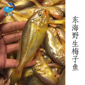 【海王】东海野生海鲜 梅童鱼 大头宝 梅子鱼 dha鱼 约22-25条 缺