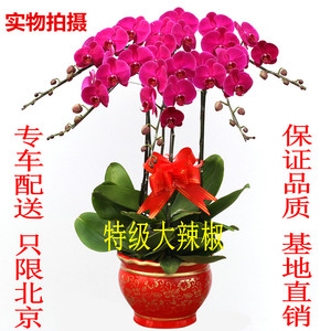 特级蝴蝶兰大辣椒盆栽花卉带花苞花剑乔迁开业送礼北京送货上门