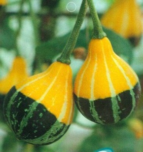 小淘气葫芦 鸳鸯梨 小顽童 葫芦科 南瓜属 一年生蔓生草本