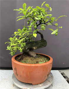 新兵弹子黑塔子血红葫芦果花生果灯泡果绿植阳台庭院盆景盆栽包邮