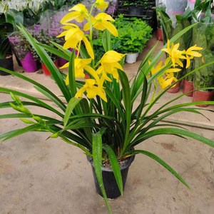 黄金仙子兰花