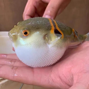 河豚观赏鱼气泡鱼鼓包鱼宠物观赏鱼会生气的鱼活物可爱鱼福旺堂家居