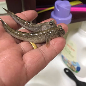 弹涂鱼宠物鱼活体好养易活野生淡化微盐红鳍小型热带观赏跳跳鱼苗