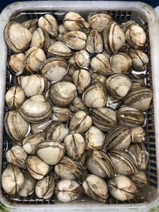 北京闪送鲜活贝壳超大丹东白蛤 白蚬子 无沙